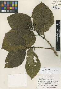 Image of Psychotria santaritensis