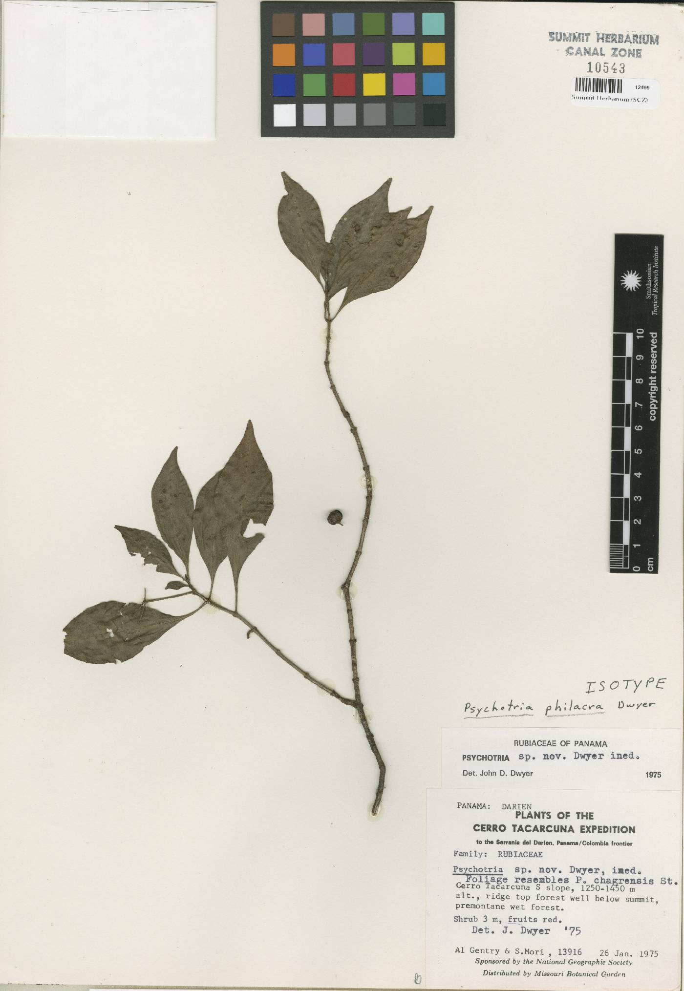Psychotria philacra image