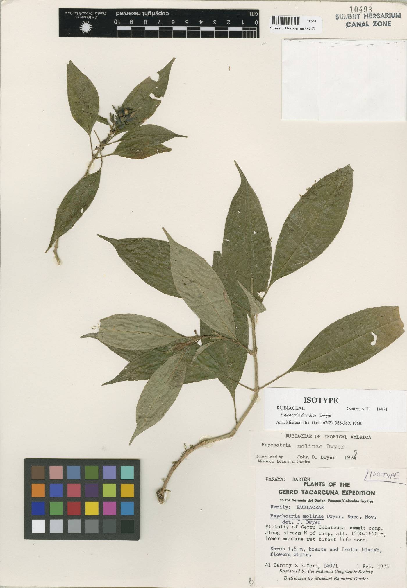 Psychotria davidsei image
