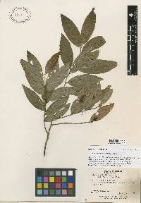 Gloeospermum pauciflorum image