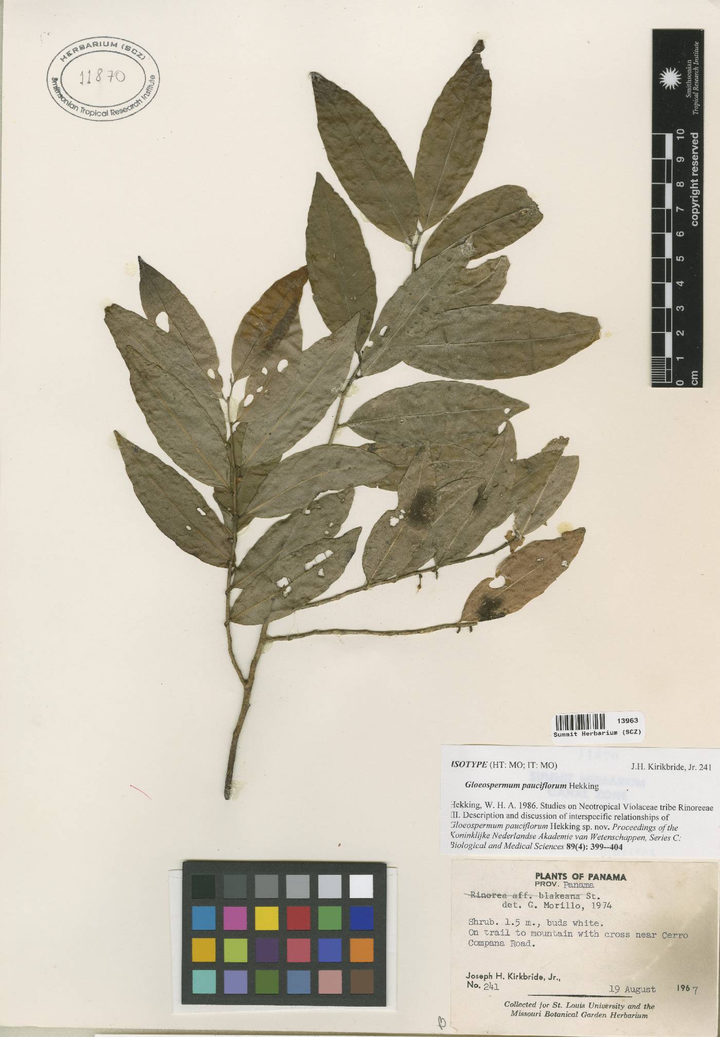 Gloeospermum pauciflorum image