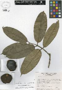 Image of Plinia cerrocampanensis