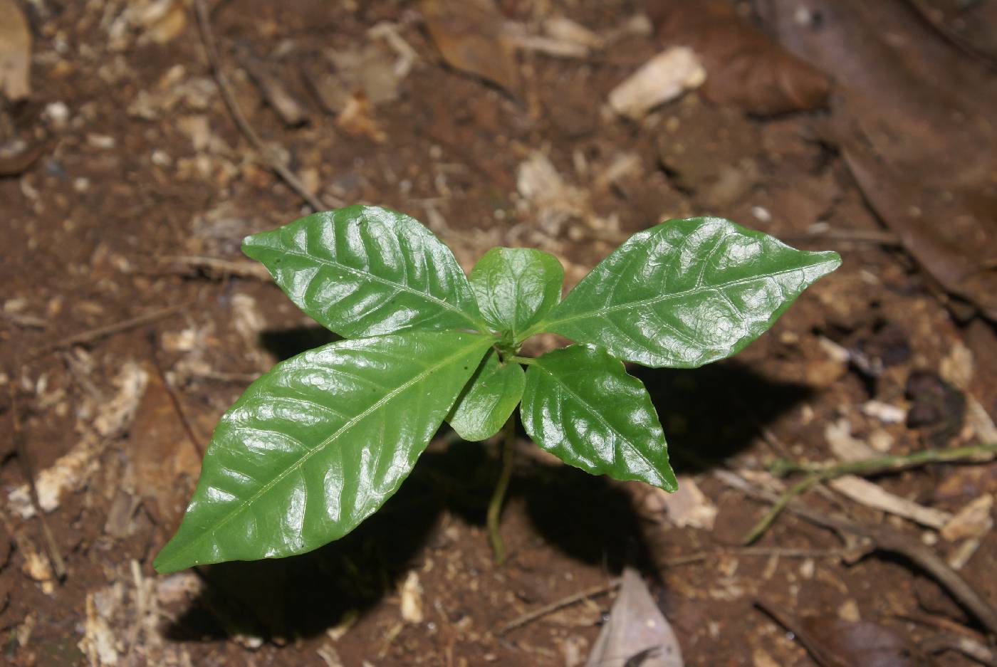Passiflora image