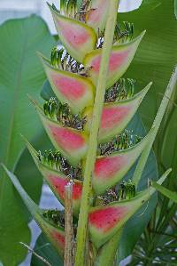Image of Heliconia wagneriana