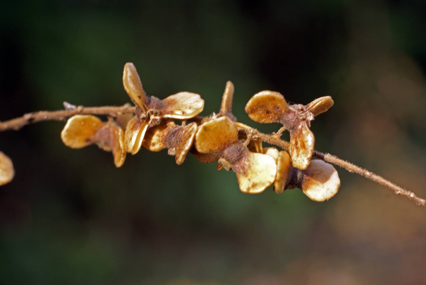 Gouania lupuloides image