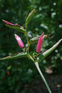 Heliconia metallica image