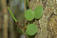 Peperomia ebingeri image