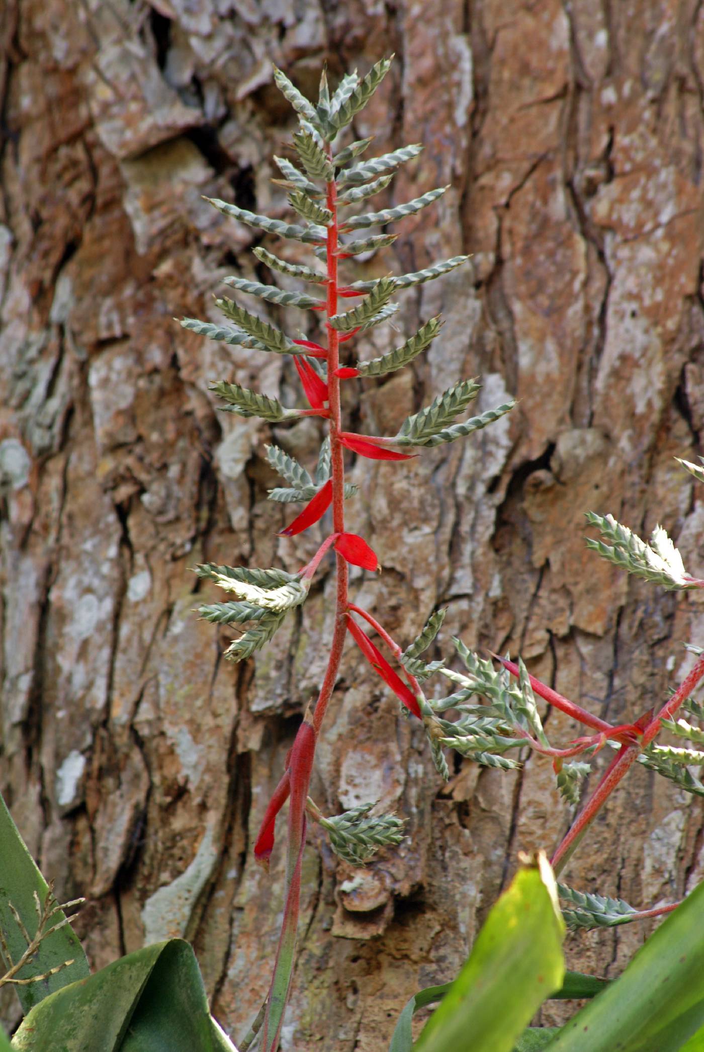 Bromeliaceae image