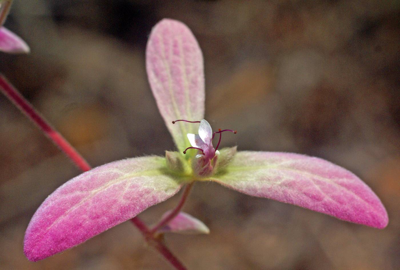 Verbenaceae image