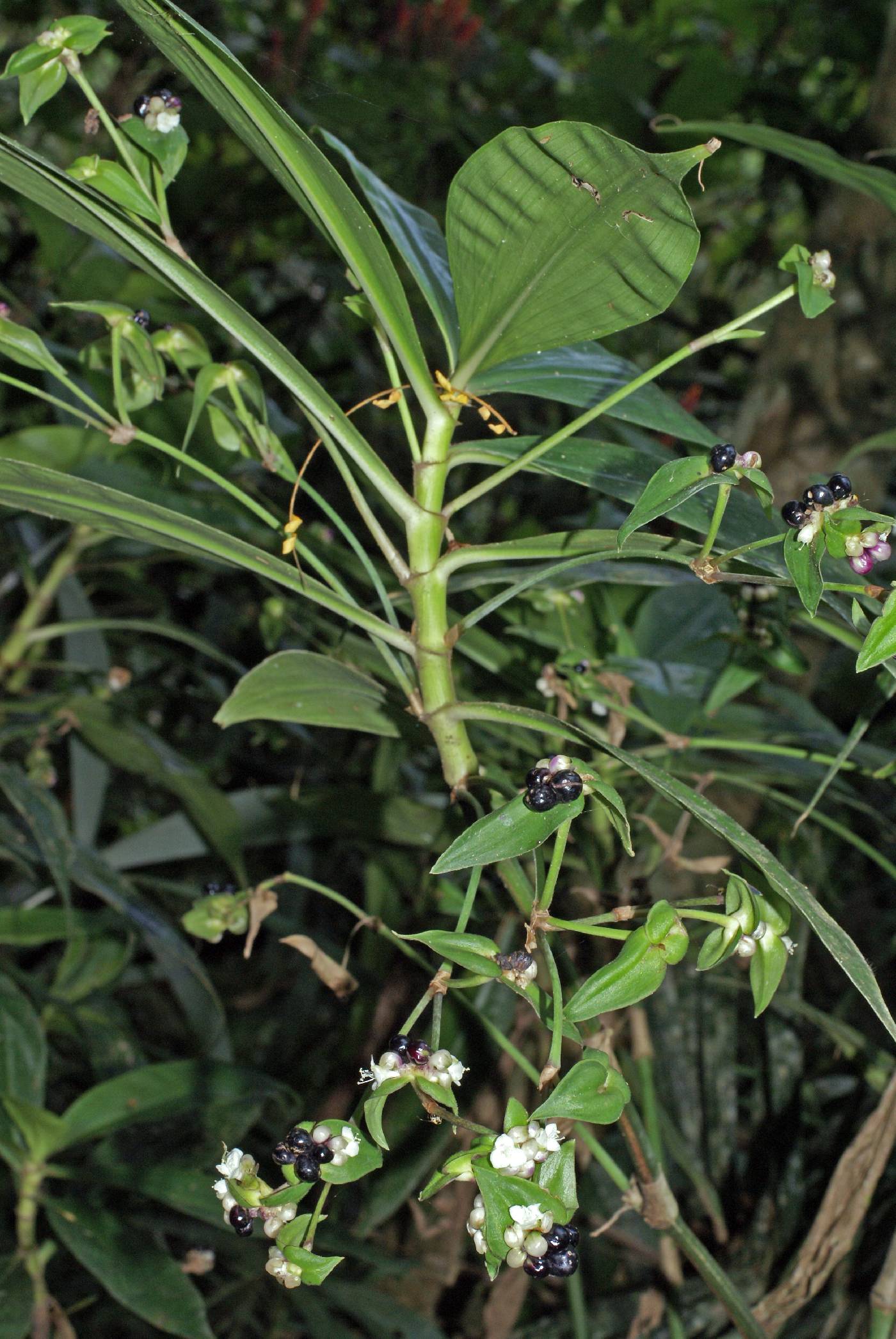 Commelinaceae image