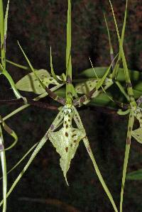 Image of Brassia verrucosa