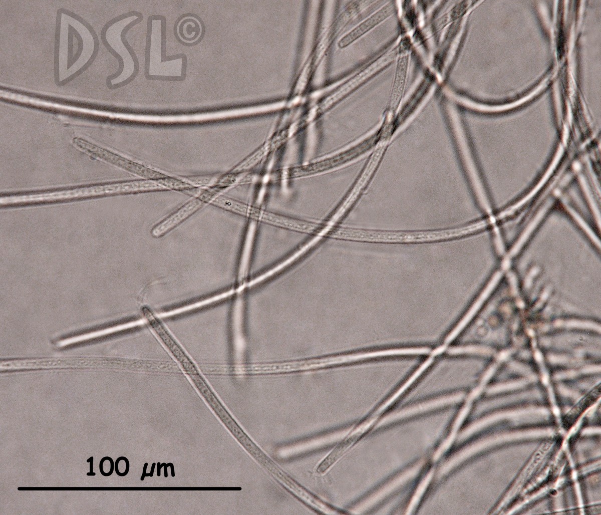 Phormidium laysanense image