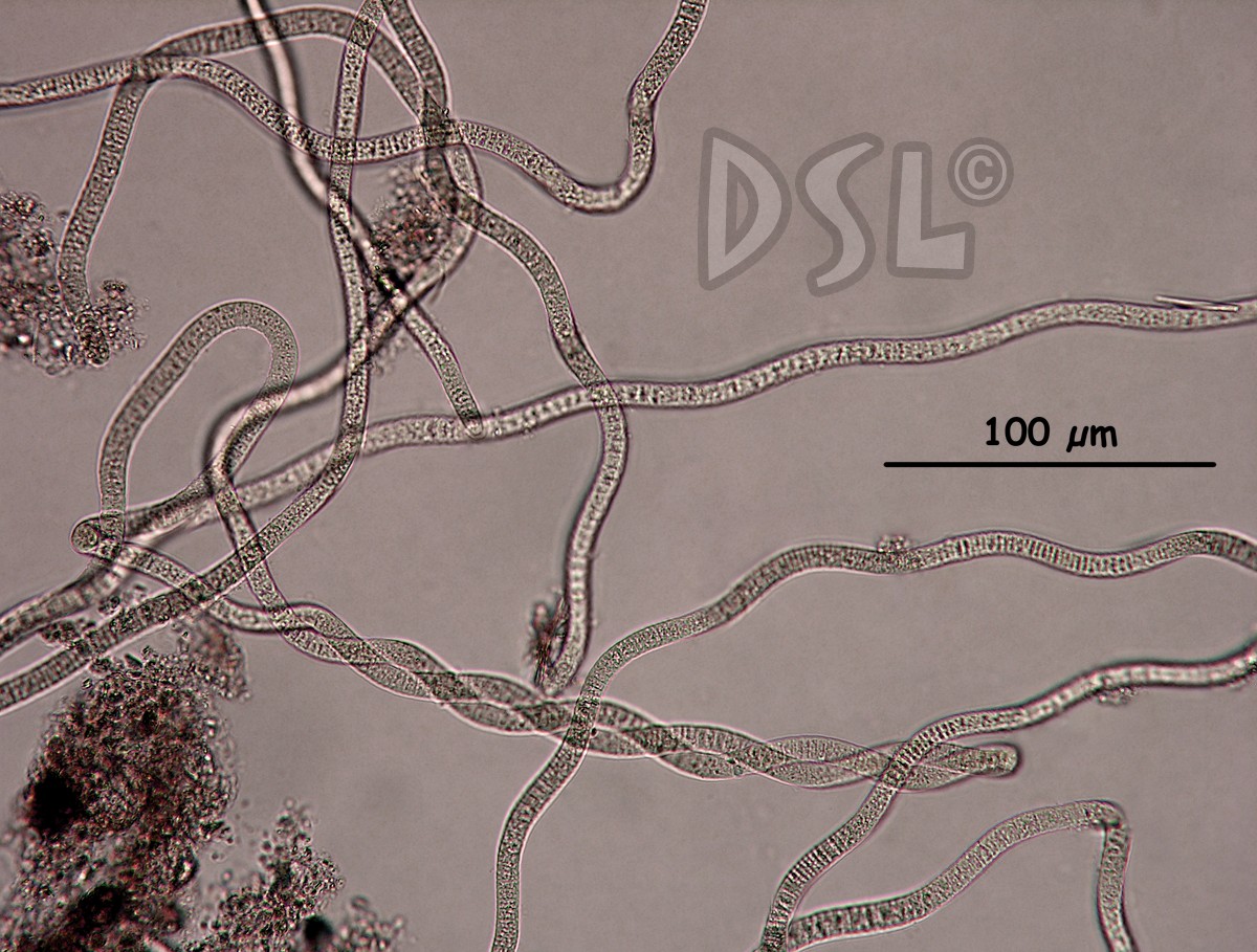 Spirulina breviarticulata image