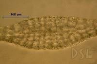 Dictyopteris plagiogramma image