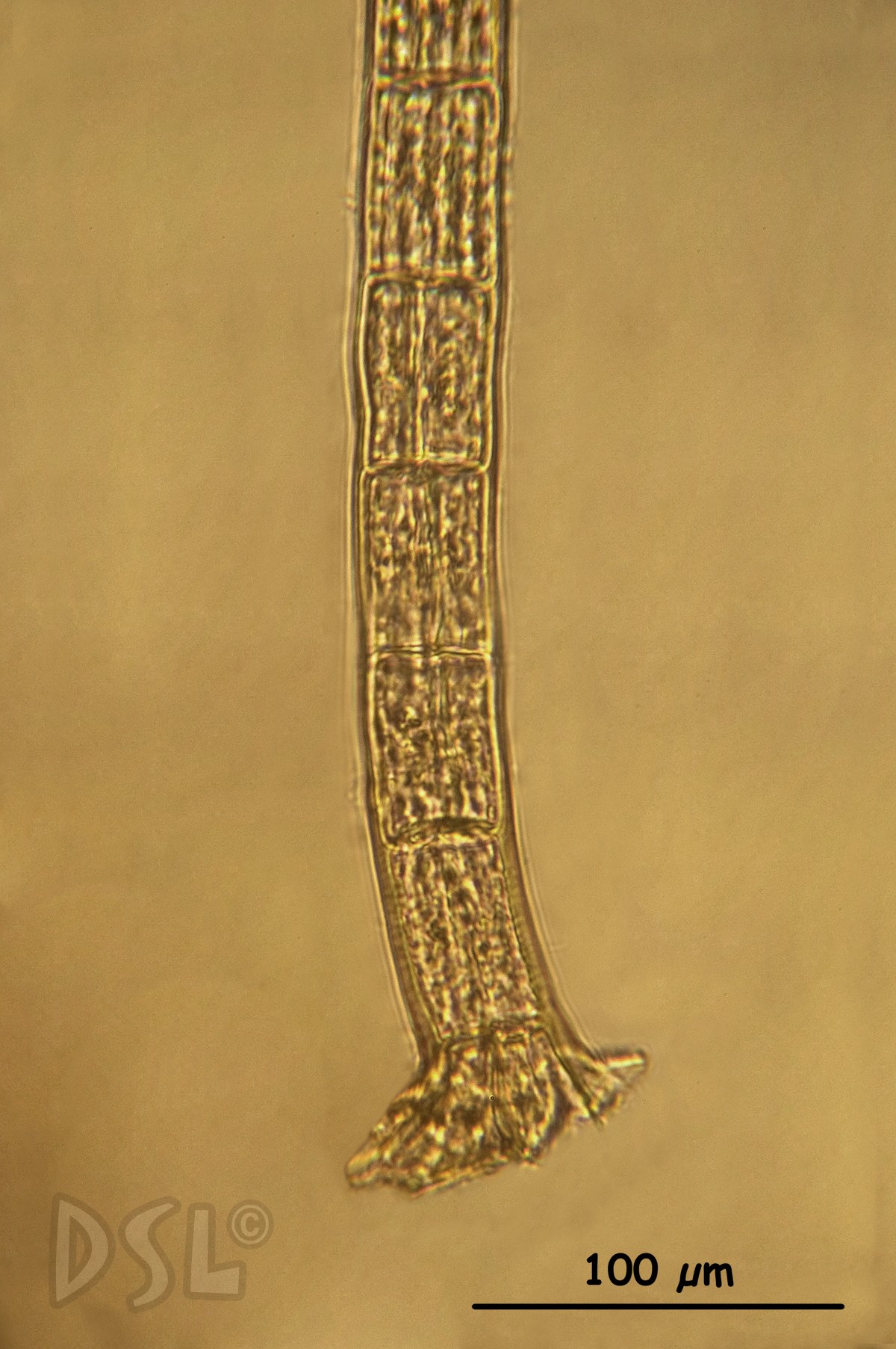 Sphacelaria image
