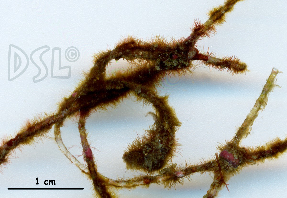Sphacelariaceae image