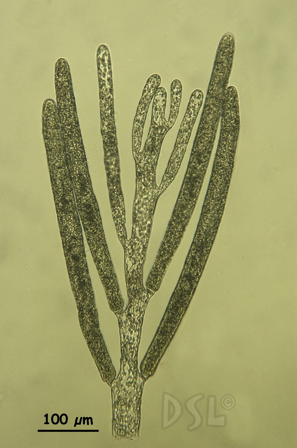 Bryopsis salvadoreana image
