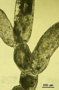 Chlorodesmis caespitosa image