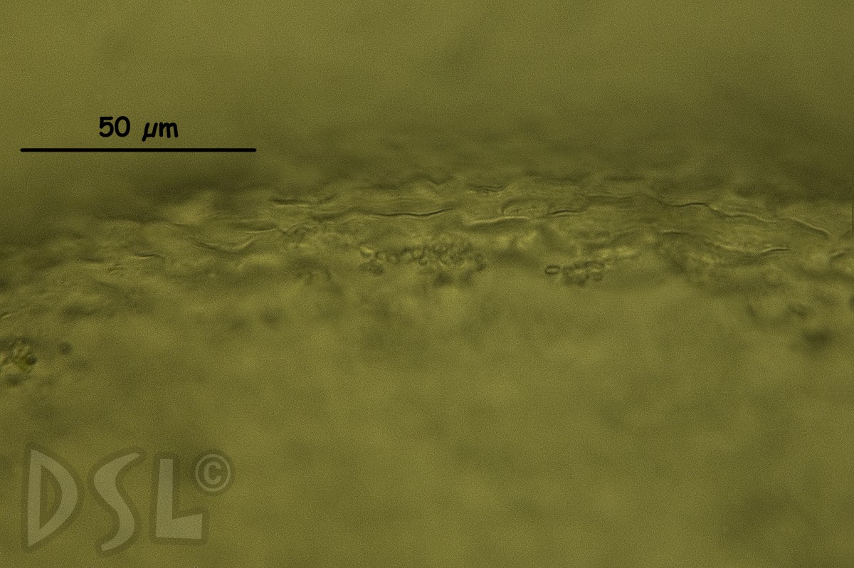 Codium foveolatum image