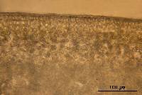 Ahnfeltiopsis pygmaea image