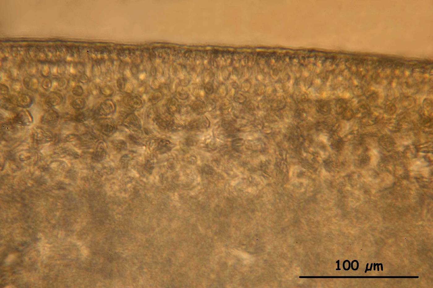 Ahnfeltiopsis image