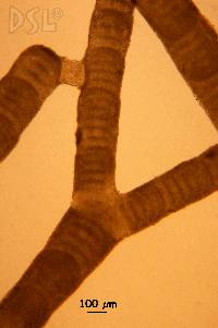Amphiroa franciscana image