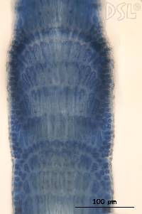 Amphiroa franciscana image