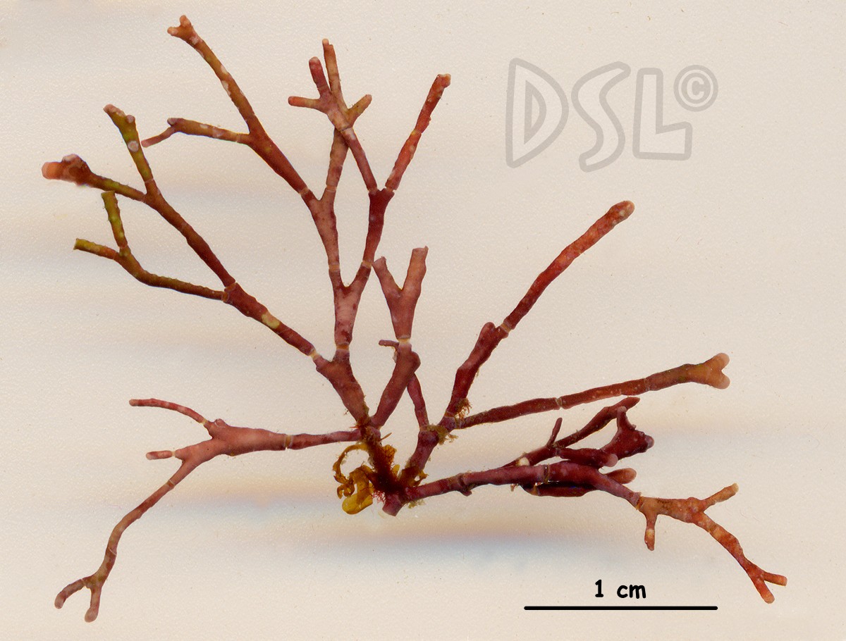 Amphiroa magdalenensis image