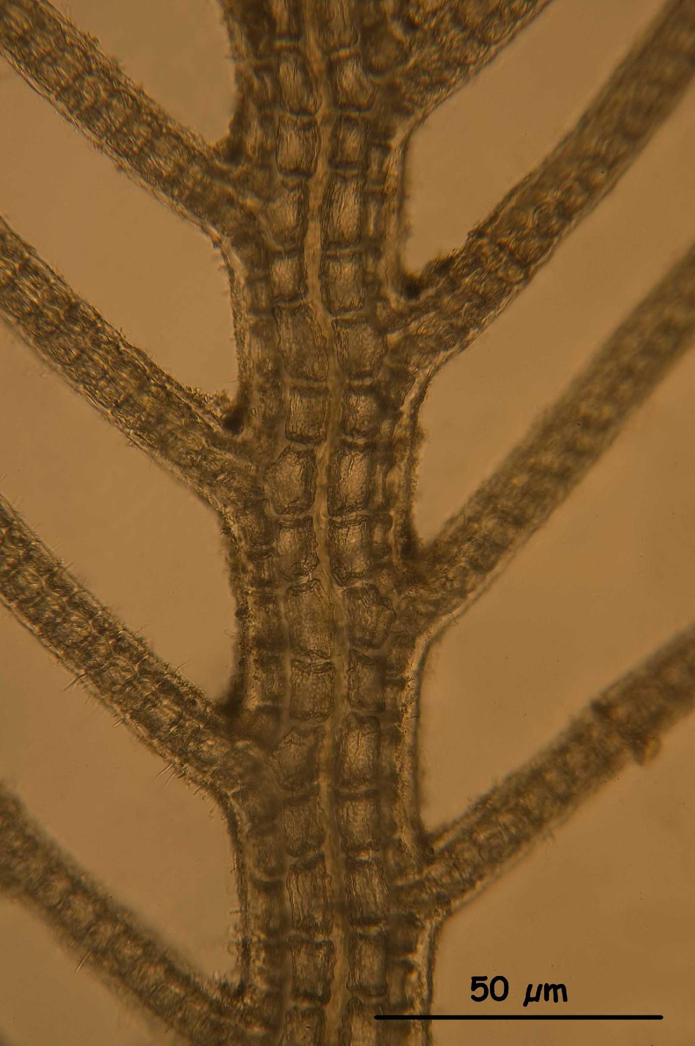 Bostrychia calliptera image