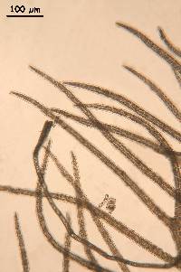 Image of Bostrychia radicans