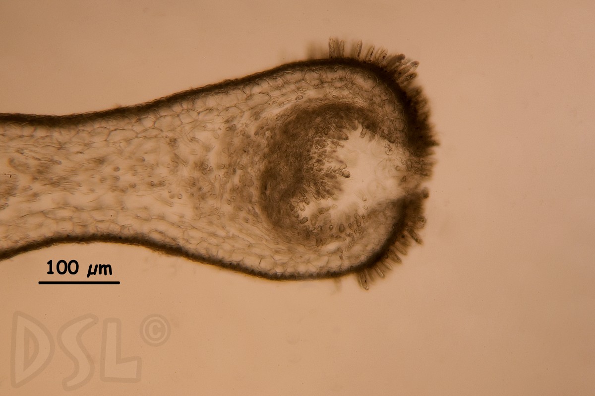 Dichotomaria marginata image