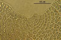 Grinnellia lanceolata image
