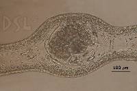 Halymenia porphyroides image
