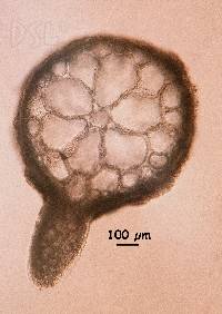 Image of Hypnea spinella