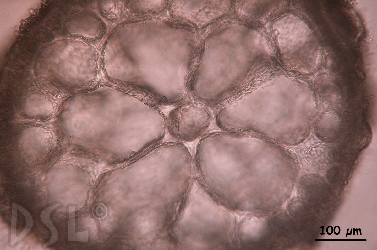Hypnea spinella image