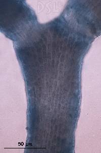 Jania capillacea image