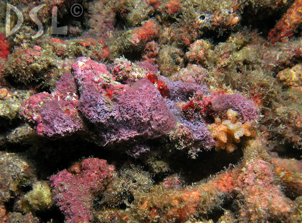 Corallinaceae image