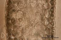 Image of Osmundea splendens