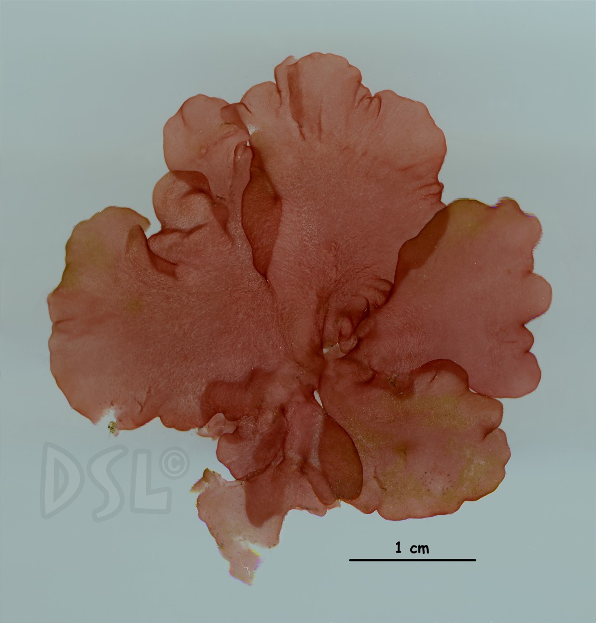 Schizymeniaceae image