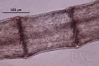 Polysiphonia bifurcata image