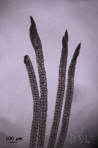 Polysiphonia bifurcata image