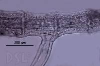 Polysiphonia pseudovillum image