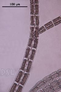 Polysiphonia pseudovillum image