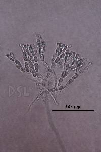 Predaea laciniosa image