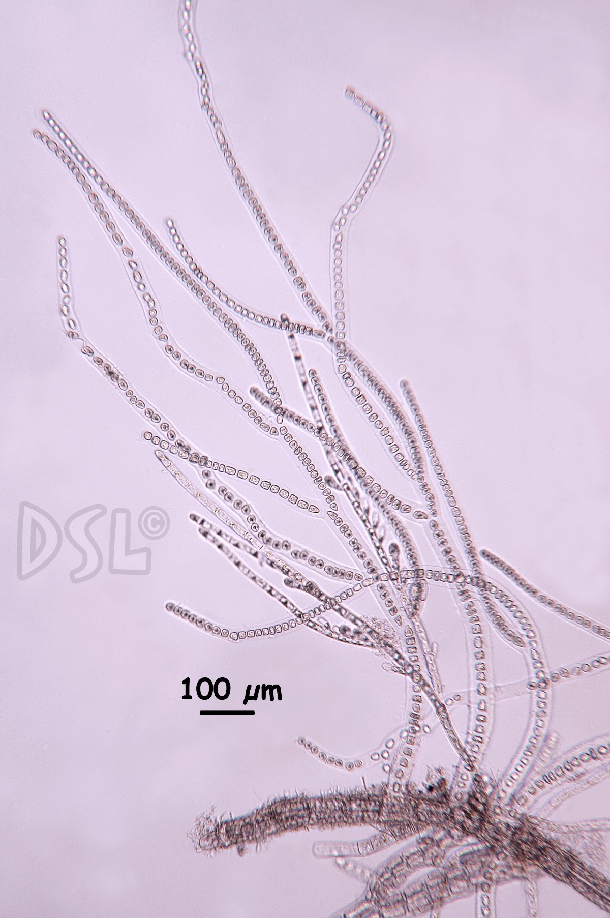 Stylonemataceae image