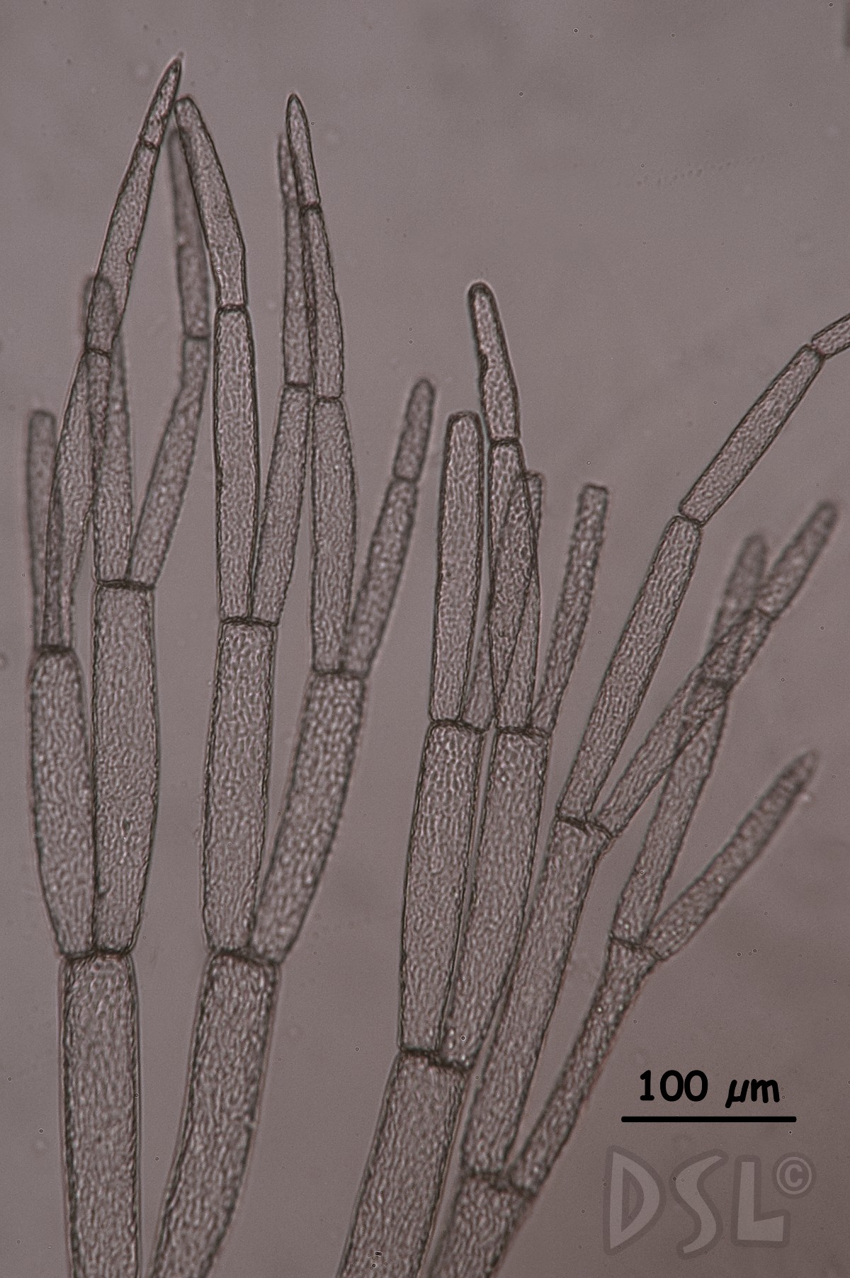 Wrangelia bicuspidata image