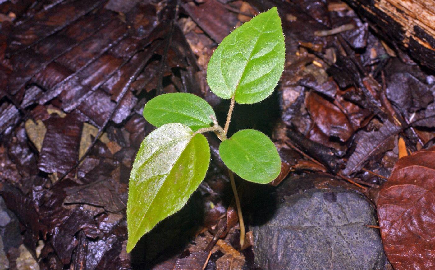 Croton billbergianus subsp. billbergianus image