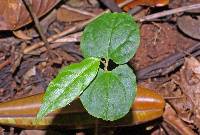 Image of Mortoniodendron anisophyllum