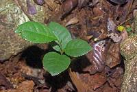 Image of Heisteria acuminata