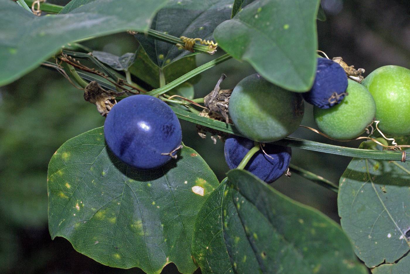 Passifloraceae image
